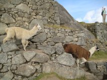 Friendly llama's at Machu Picchu.